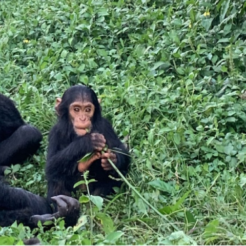 Ngamba Island Chimpanzee Sanctuary in Uganda