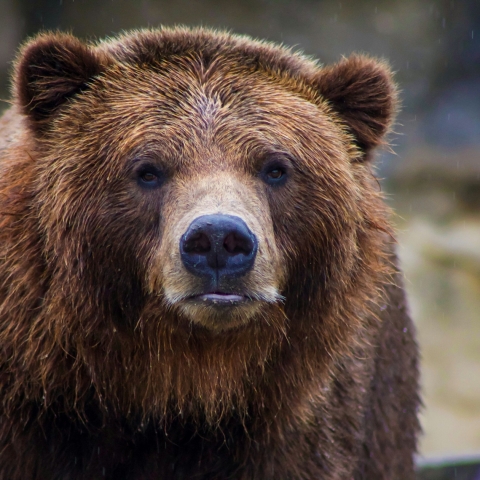 Picture of a bear