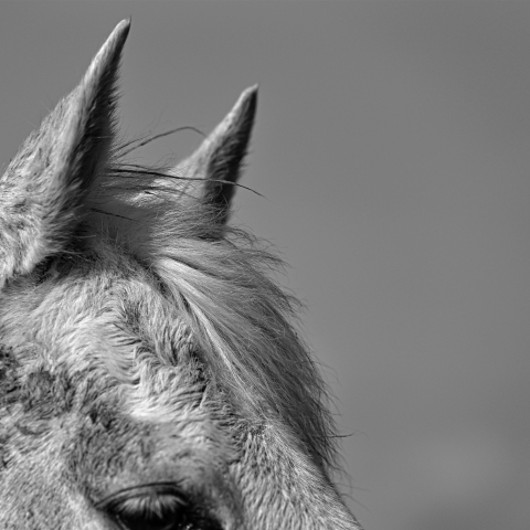 A close‑up view of a horse’s head shows its ears and textured mane against a plain, bright background, creating a minimal monochrome scene that emphasises fur detail and natural form.
