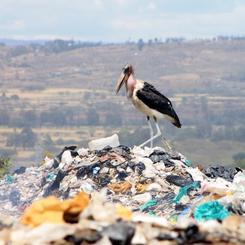 plastic waste
