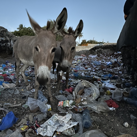 donkeys 