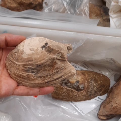 A complete specimen of one of the Cretaceous fossils