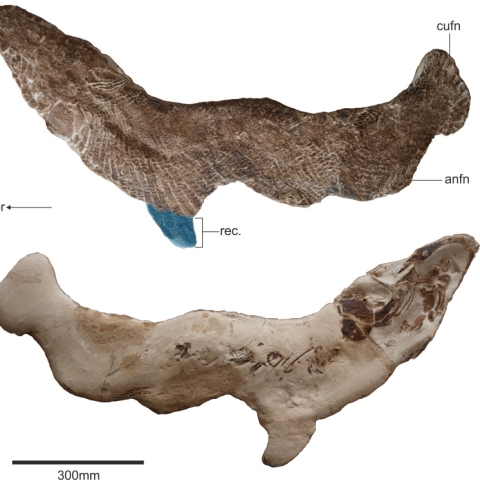Ancient Garfish