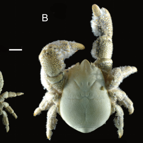 Hoff crab