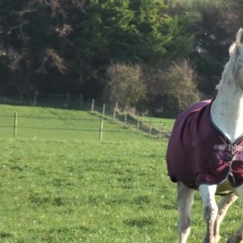 Horse 