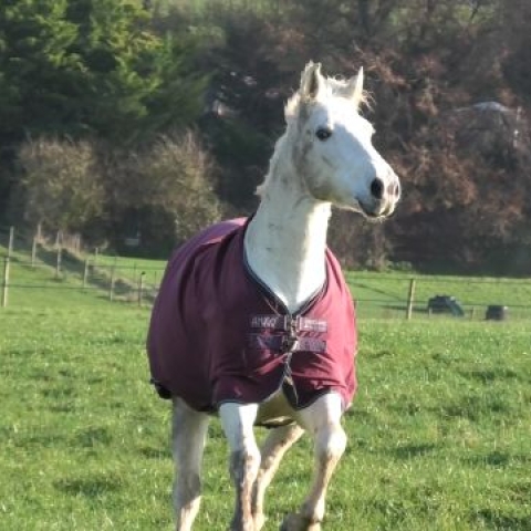 horse