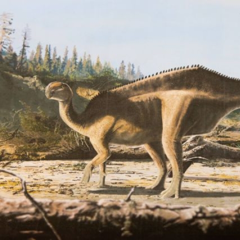 Istiorachis