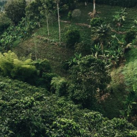 Image of jungle