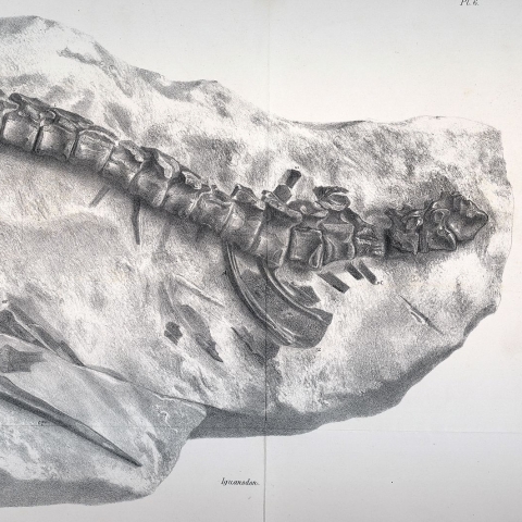 Dinosaur fossil