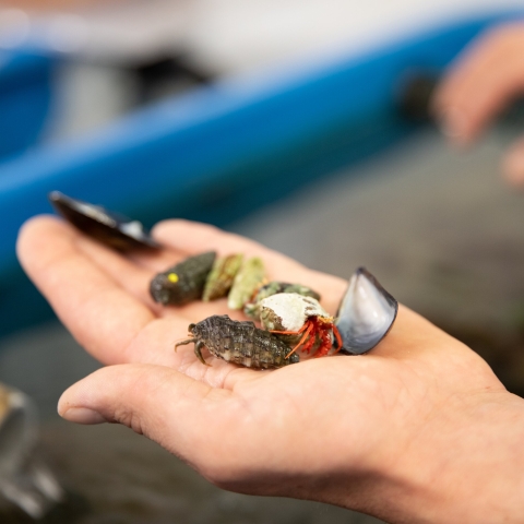 A student holds various crustaceans in their hand above a research tank of water.