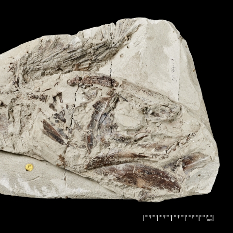 The fossilised specimen