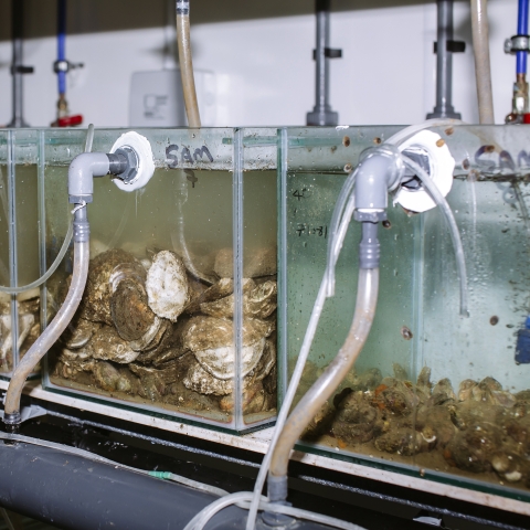 Native Oysters