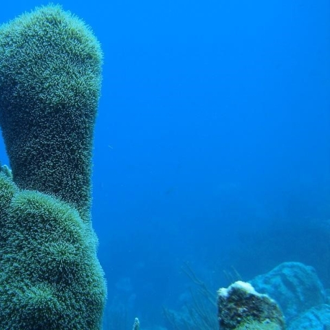 pillar coral image taken by Dr Francoise Cabada-Blanco