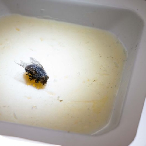 A blowfly