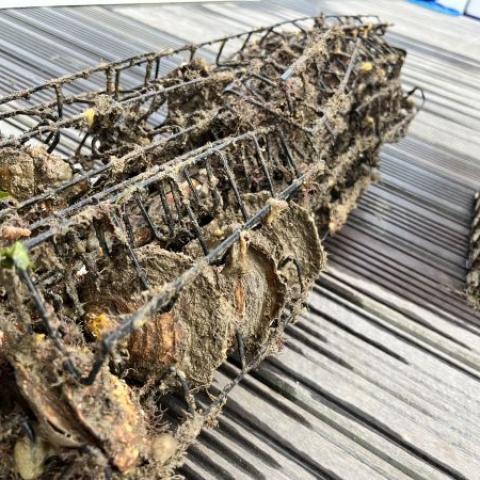 RaNTrans 3 oysters