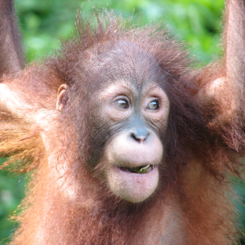An orangutan smiling 