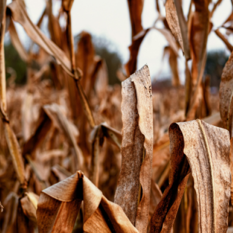 dead crops