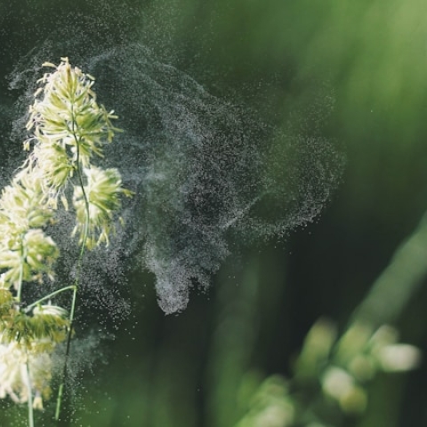 Pollen