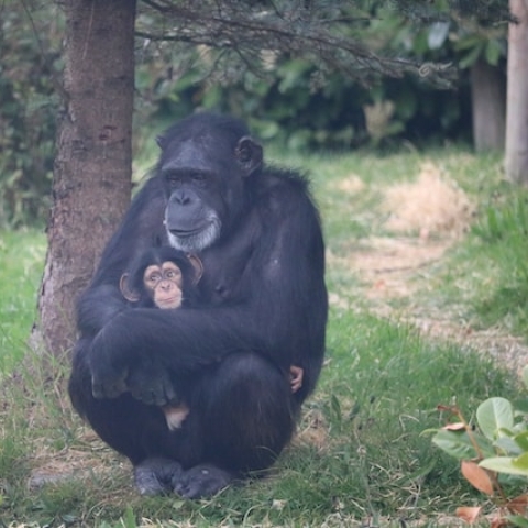 Chimpanzee with their baby