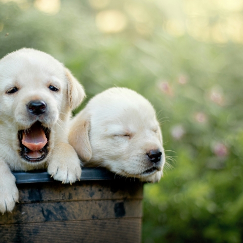 Researchers from the University of Portsmouth are on the lookout for tail-wagging recruits - could your dog help us learn more? 