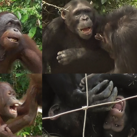 Orangutans and chimpanzees