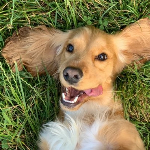 dog