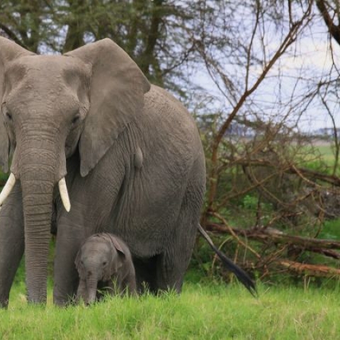 elephant 