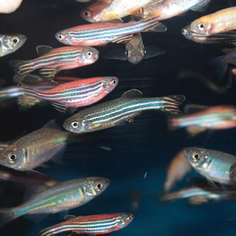 Schools of various fish underwater