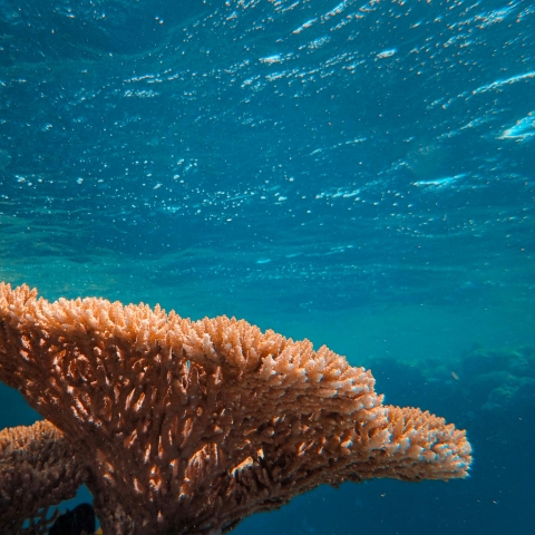 Coral