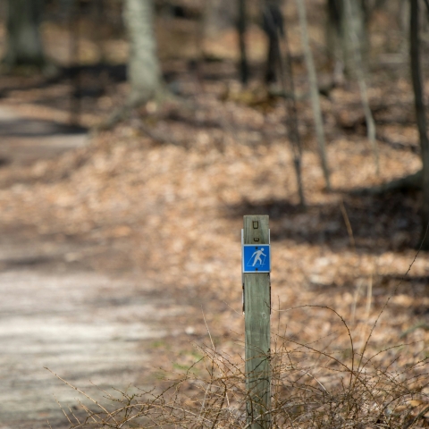 unsplash image of a walking trail 
