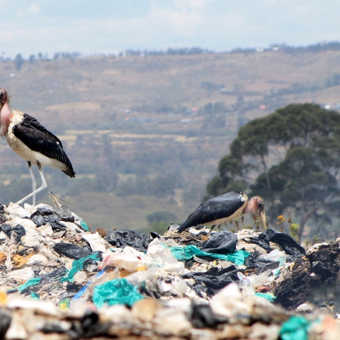 plastic waste
