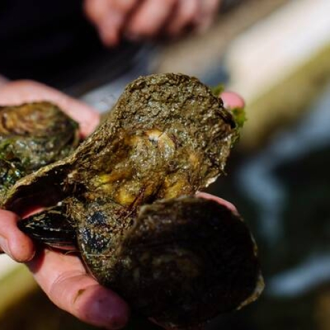 Oysters