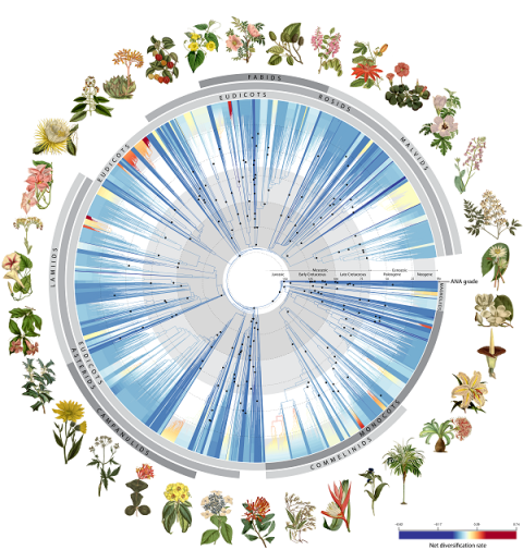 Tree of life graphic
