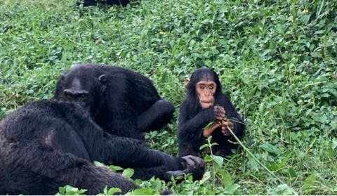 Ngamba Island Chimpanzee Sanctuary in Uganda