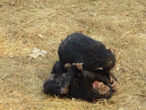 Great apes