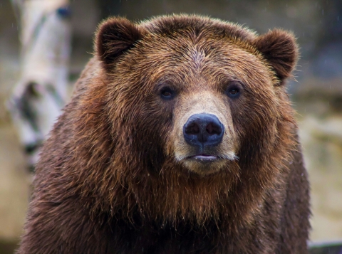 Picture of a bear