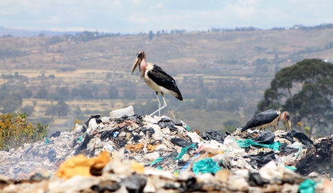plastic waste
