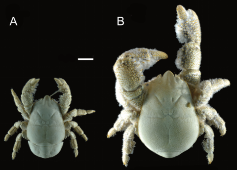 Hoff crab