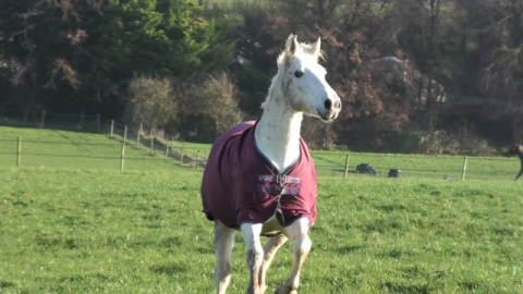 Horse 