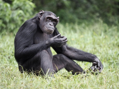 A female chimpanzee in the study called Medina looking at a camera
