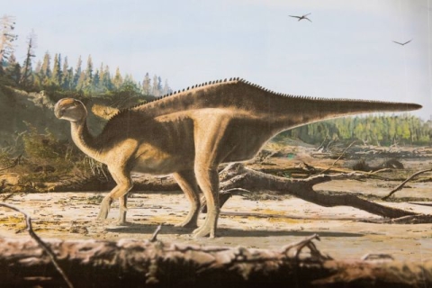 Istiorachis