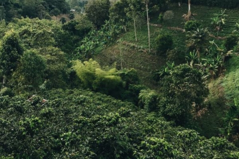 Image of jungle