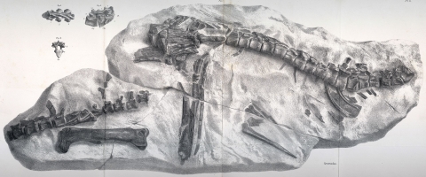 Dinosaur fossil