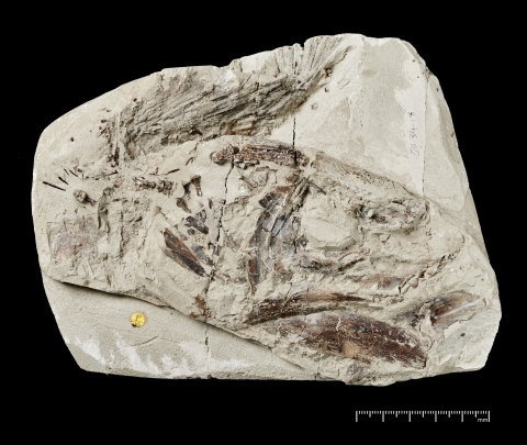 The fossilised specimen