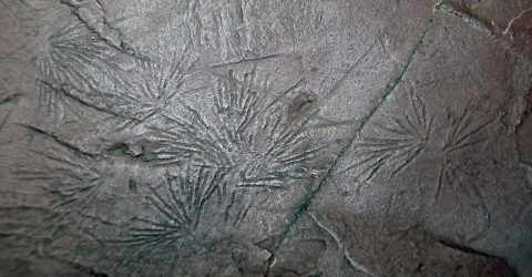 The undermat mining trace fossil Oldhamia from Cambrian deep-marine deposits of Maine, United States (Image credit: M. Gabriela Mangano)
