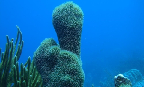 pillar coral image taken by Dr Francoise Cabada-Blanco