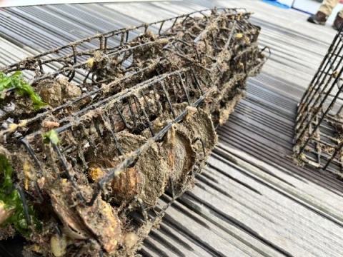 RaNTrans 3 oysters