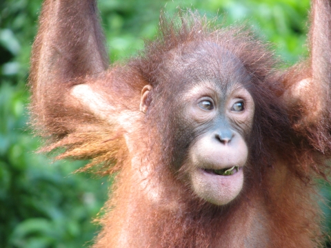 An orangutan smiling 