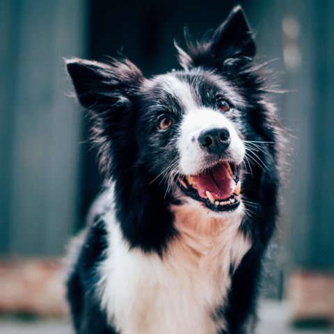 Border collie