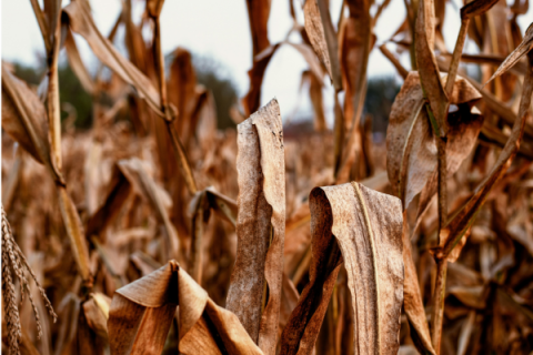 dead crops